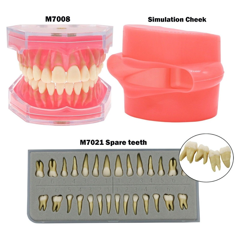 Dental Typodont Standard Removable Teeth Model Soft Gum Simulation Cheek 28 Pcs