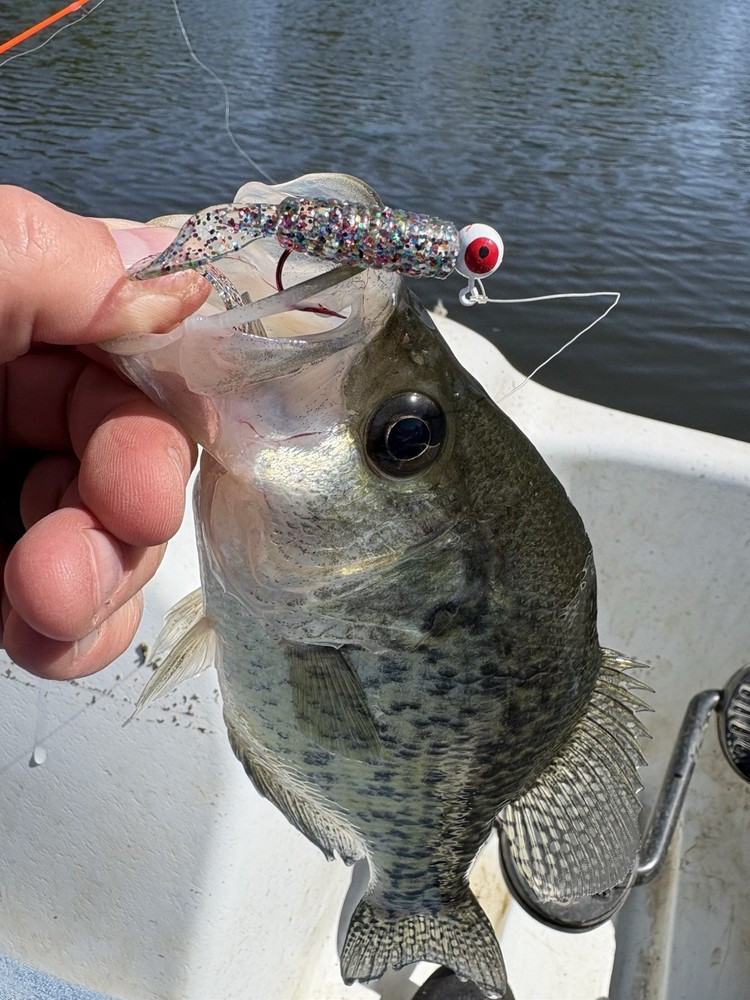 Bite Theory Baits Soft Plastic Curly Tail Grub 3” 10 Pack
