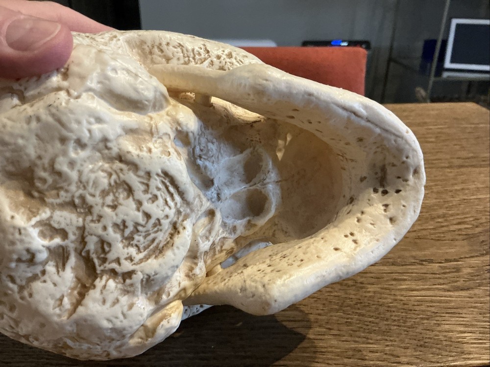 Skull Figurine Halloween Decor Rustic Look