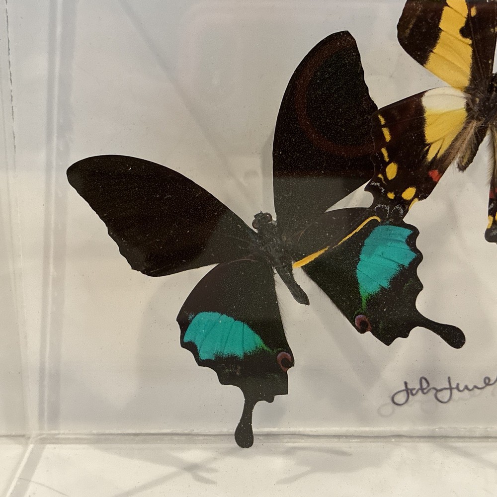 John Jurek Acrylic Butterfly Box