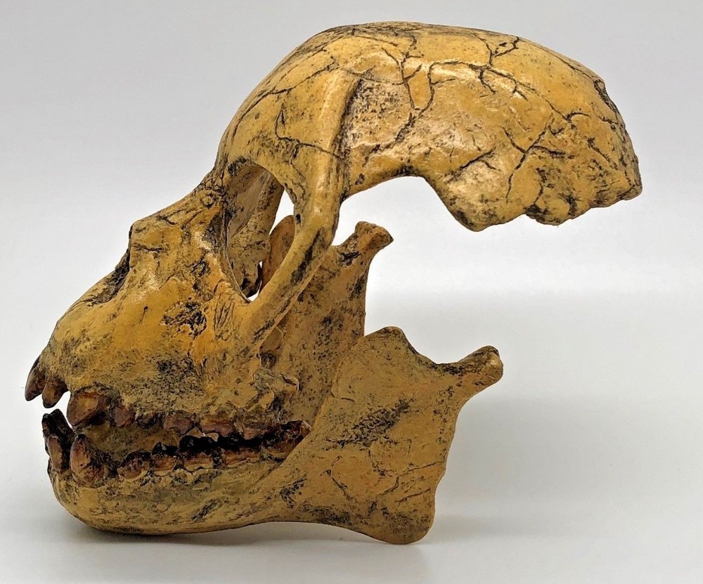PRO-CONSUL SKULL REPLICA