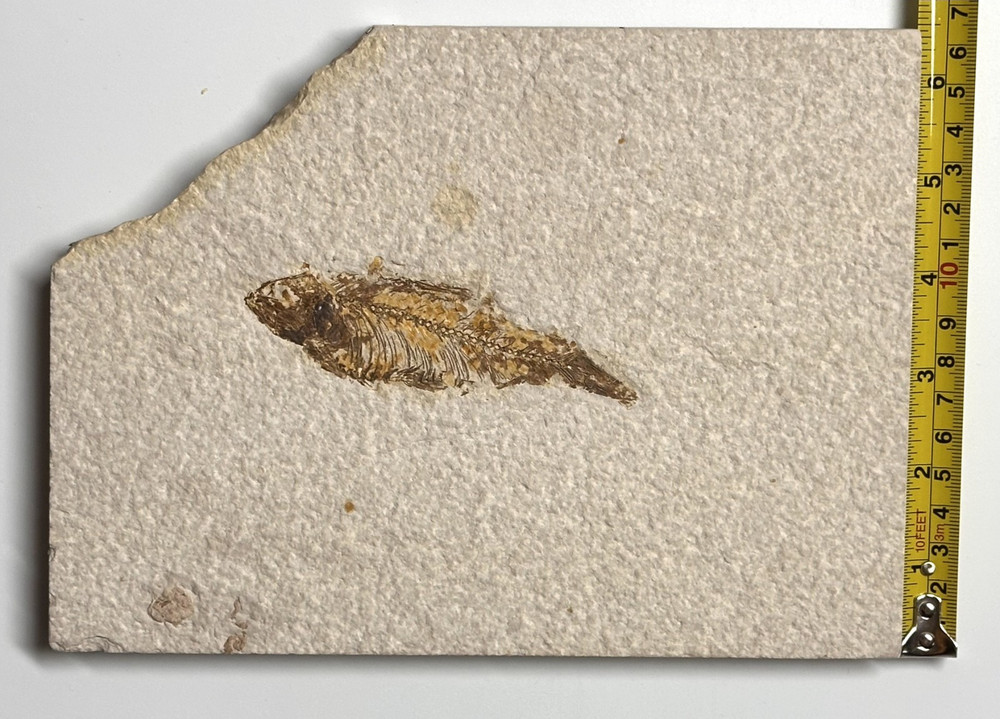 Knightia Fossil Fish Plate, Eocene Era