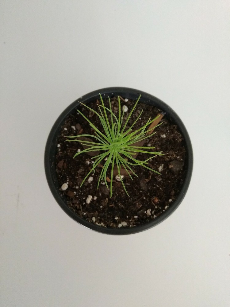Loblolly Pine Tree, 4" Pot