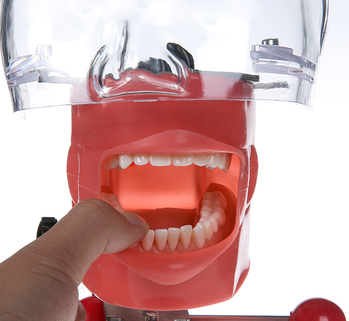 Silicone Dental Phantom Head Model & Replacement Manikin Teeth Model Fix on Desk
