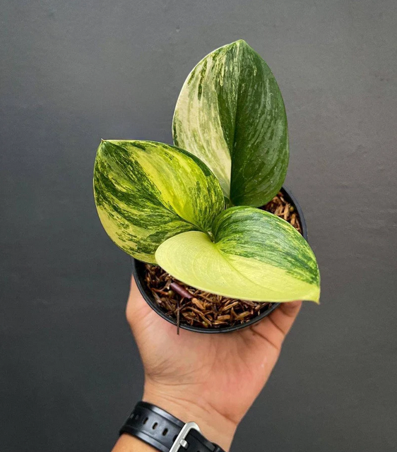 Scindapsus Rubicon 3 Leaf Variegated Free Phytosanitary