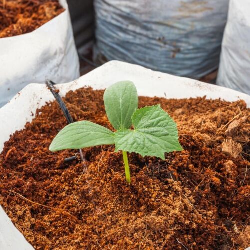 COCO PEAT CEYLON NATURAL ORGANIC COMPOST HYDROPONIC GROWING MEDIA 100% NATURAL