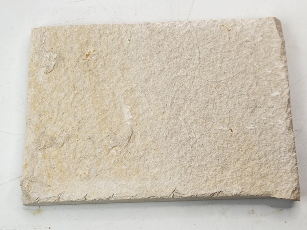 Knightia eocaena Fossil Fish - Green River Fm. - Split Fish Layer - WY - Eocene