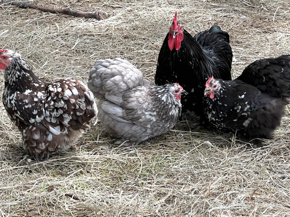 24 Pure Breed Hatching Eggs Variety Pack