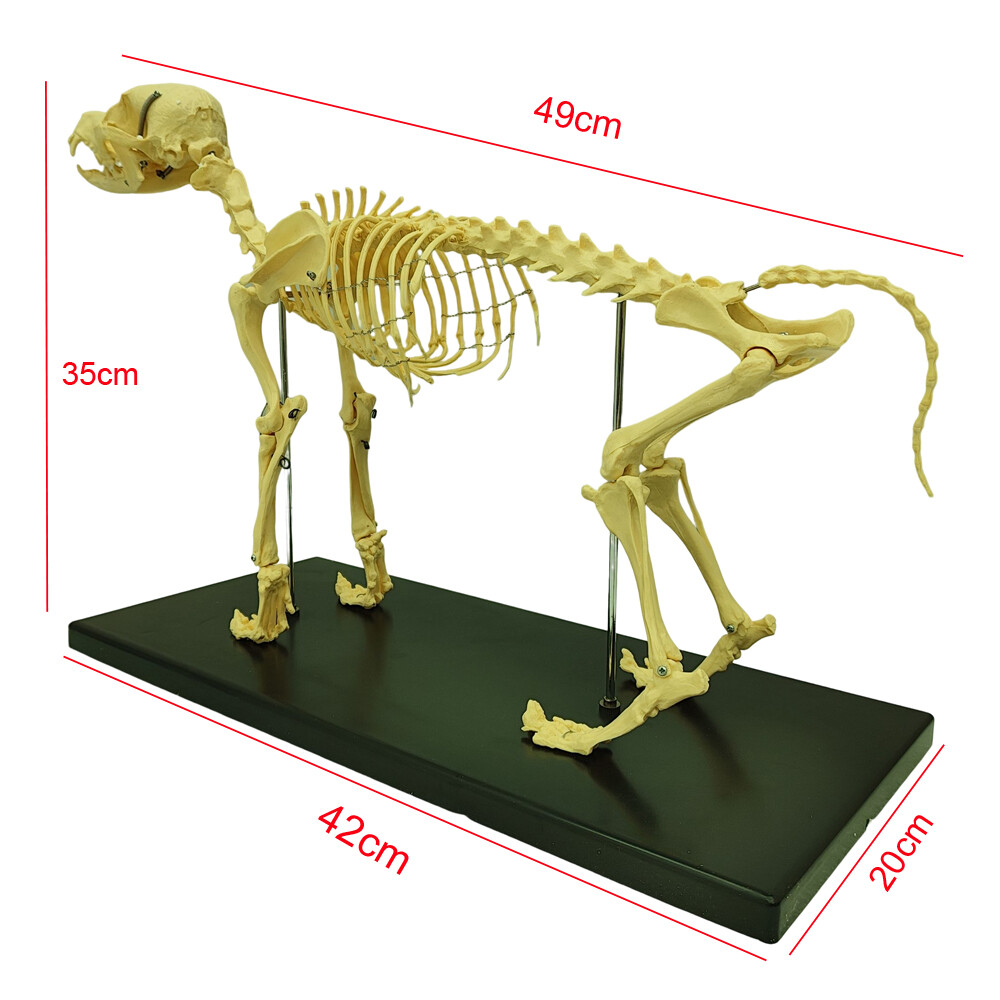 Model Canine Skeleton Standard Size Dog Display Lab Study Veterinary Animal