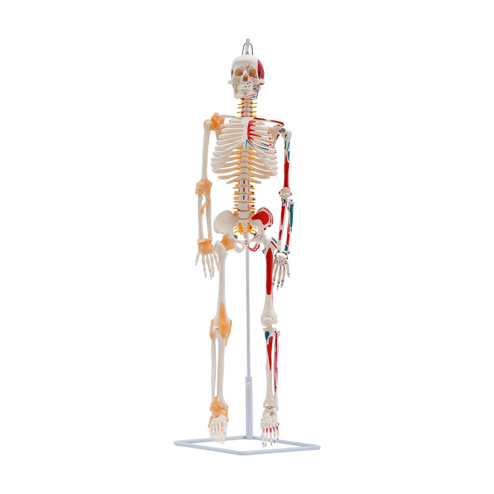 NEW 34" Modern Hanging Style Human Skeleton Model Includes Joint Ligaments White