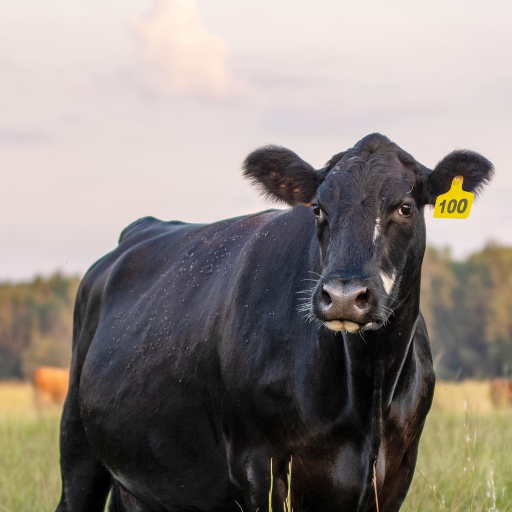 100PCS Numbered Cattle Ear Tags 001-100 for Livestock Identification