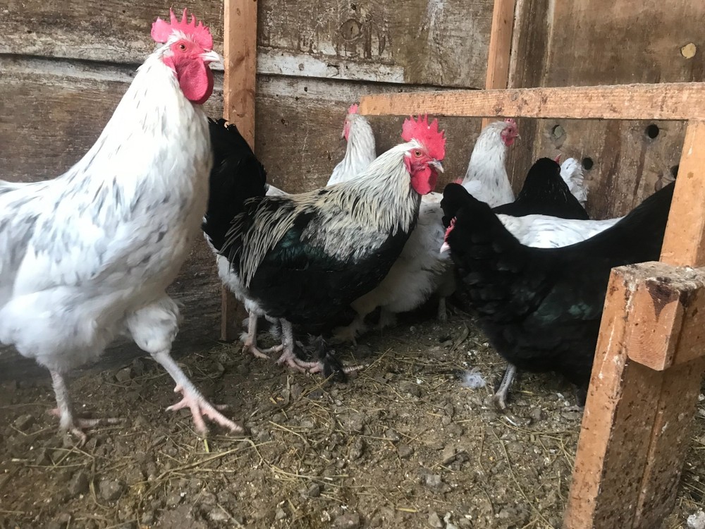 10++ Black Silver, Blue Silver, Splash - BBS Marans Hatching Eggs