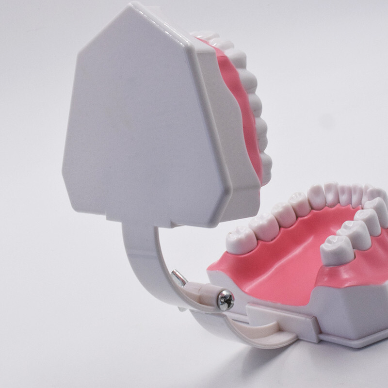 10Pcs Dental High Quality Study Teeth Model Colgate 2Times Large With Removable