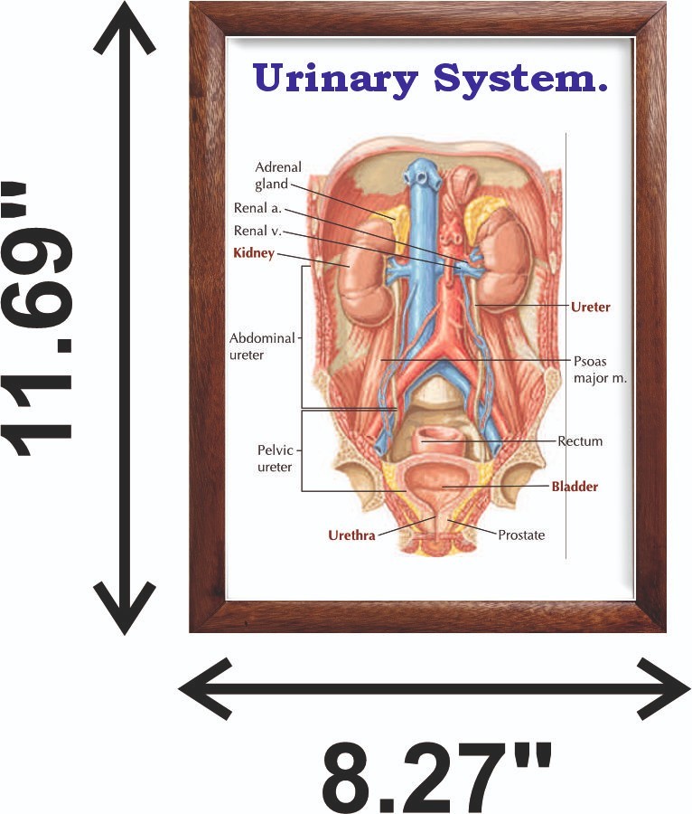 Urinary System Chart 12x18 inches