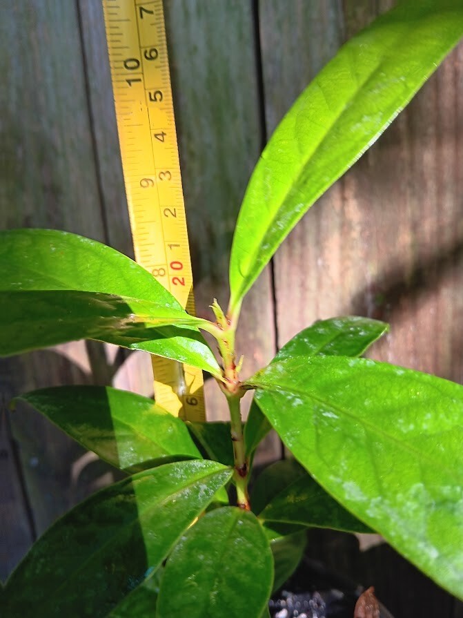 Kong White Wax Jambu - Syzygium samarangense - Java Apple - Wax Apple