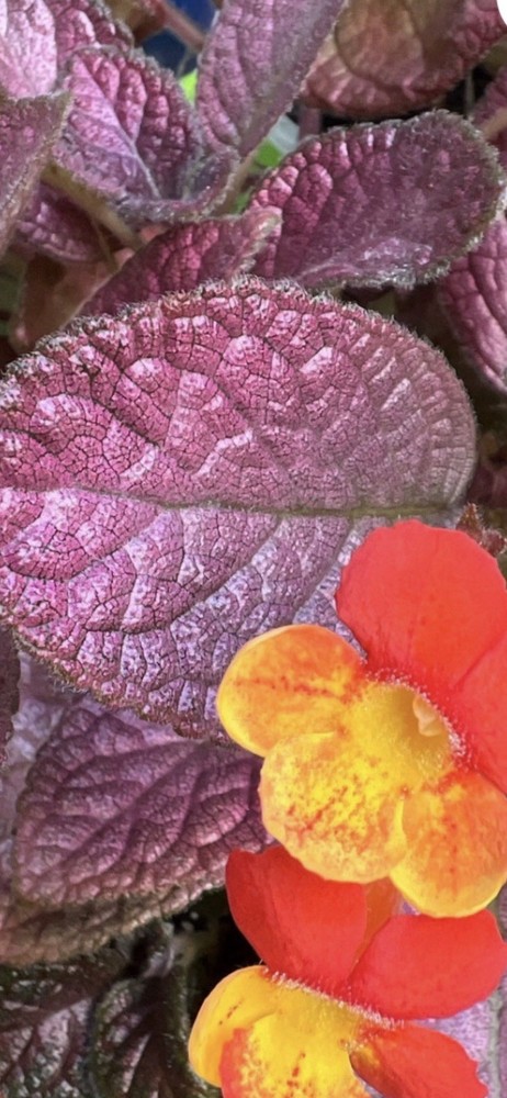 Episcia Show Time Plant