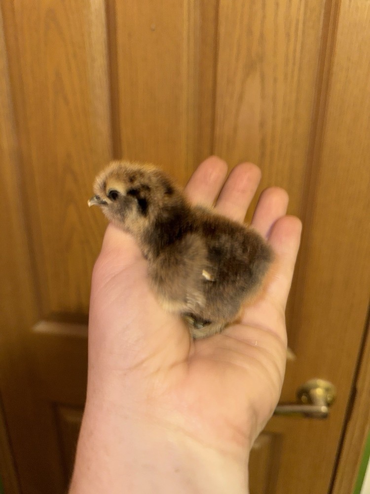 10 “Who’s Your Daddy?” Hatching Chicken Eggs 🤍