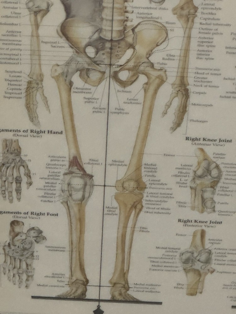 Skeletal System Anatomical Chart Poster ￼ Laminated Learning 20x26 Skeleton B24