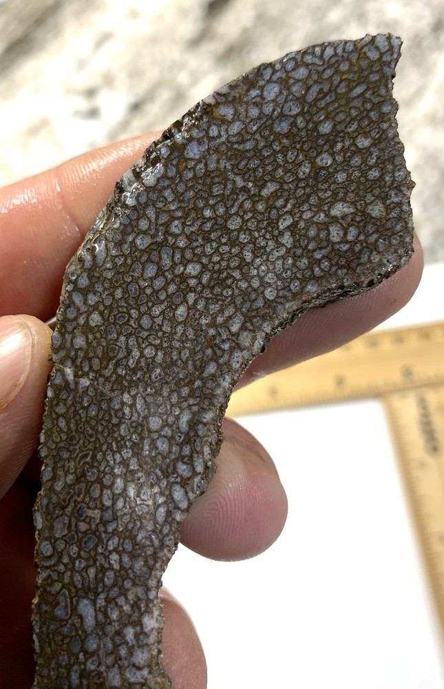 Dino Gem Bone Slab