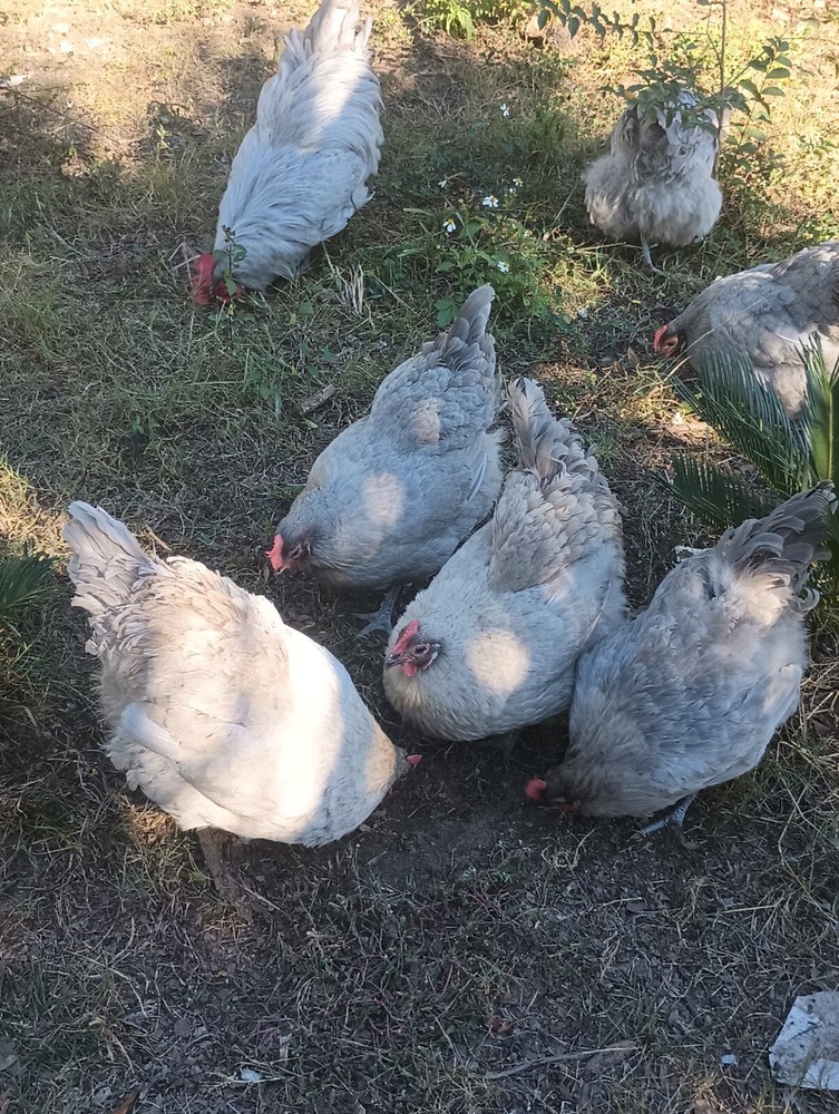 **RARE**(6) Lavender Orpington Hatching Eggs