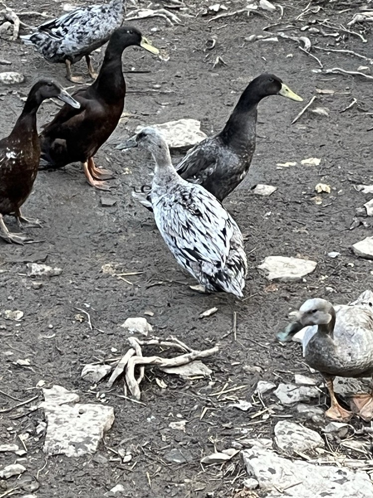 12 Chocolate and Blue Mixed Runner Duck Hatching Eggs