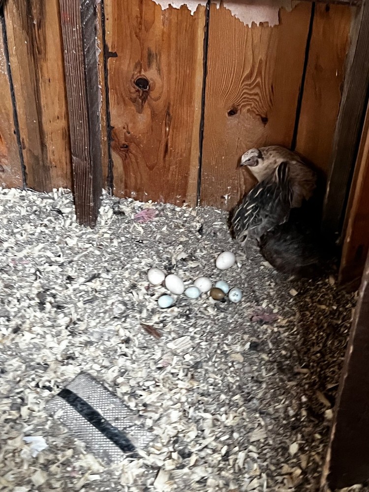 quail hatching eggs for sale mix