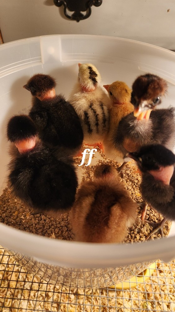 18  Nacked Neck Chicken Hatching Eggs