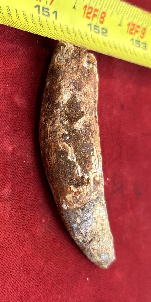 3 1/8 inch spinosaurus tooth