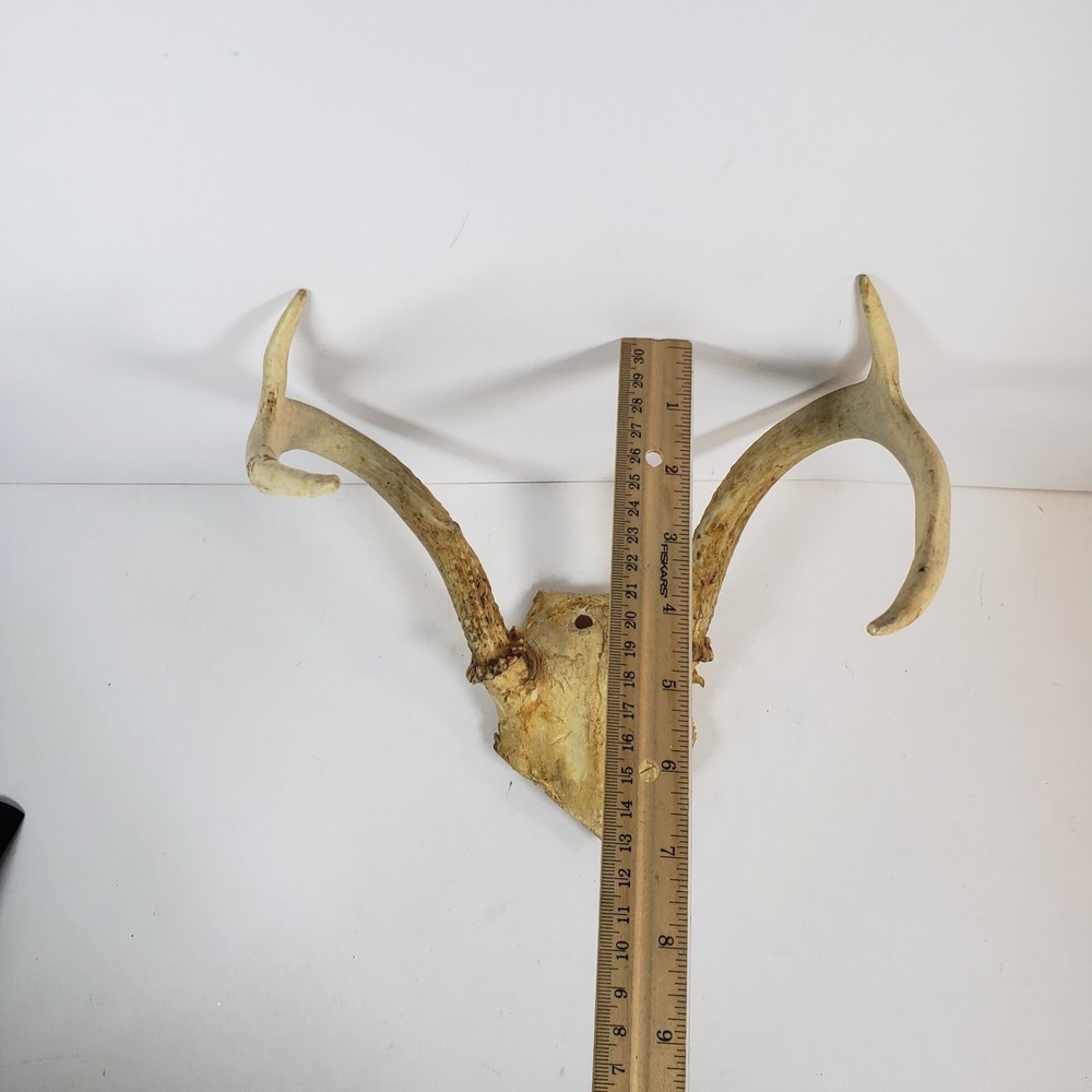 Deer Antler With Skull Cap