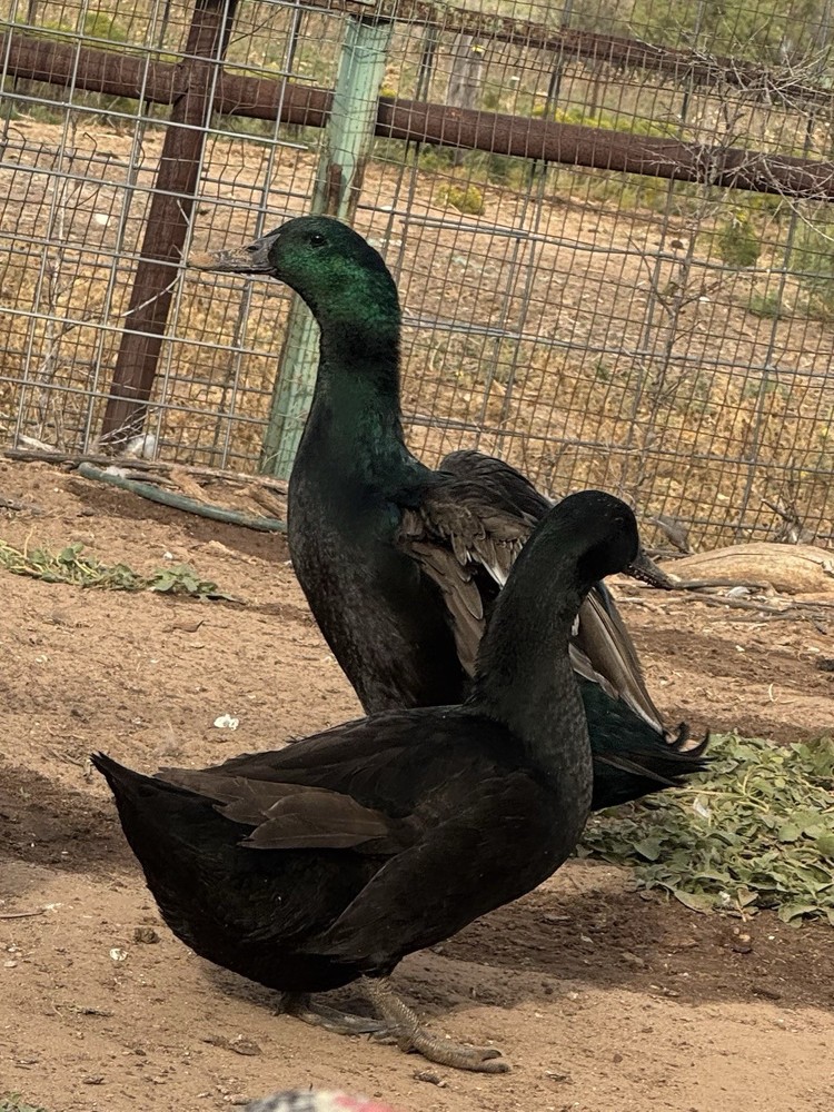 Fertile Cayuga Duck Hatching Eggs 12+ Pack