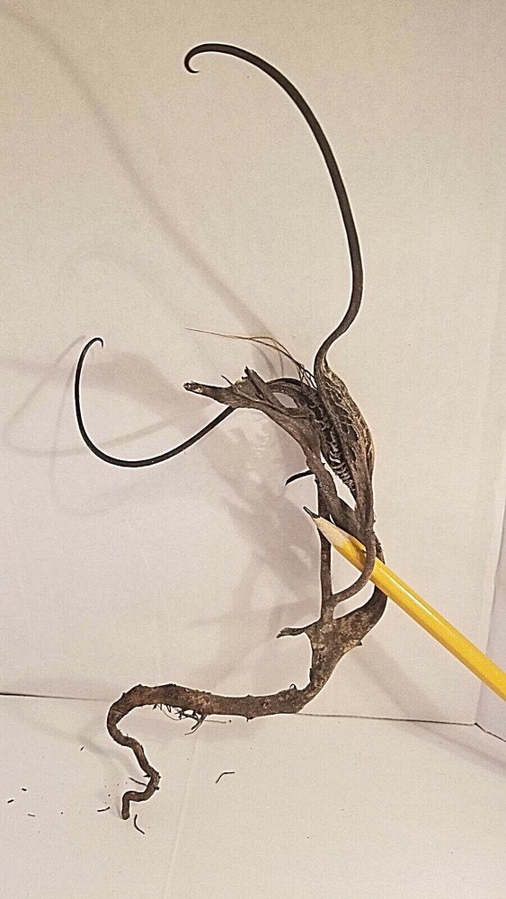 DEVIL CLAW DEVILS CLAW DEVIL'S CLAW DEVIL TALON SATANS CLAW SATANS TALON