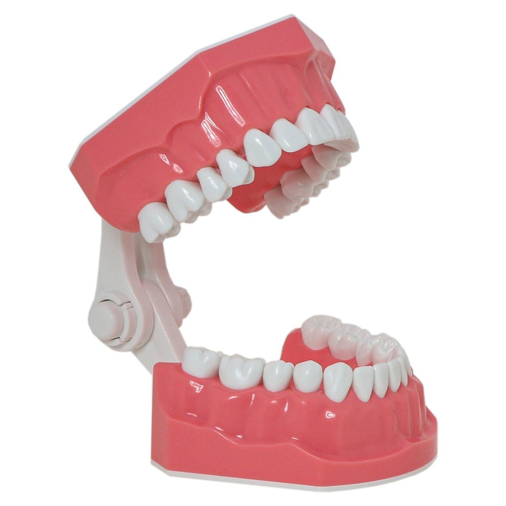 Dental Brushing Flossing Practice Teeth Typodont Model Teaching Studying M7010-1