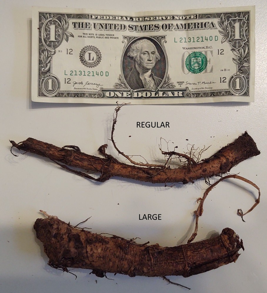 Hop rhizomes (Cascade,Chinook,Comet)