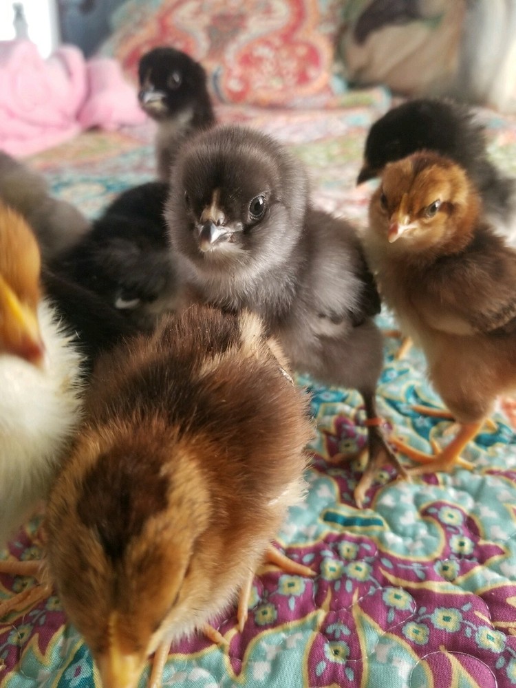 6 Fresh & Fertile Chicken Hatching Eggs - OLIVE EGGER