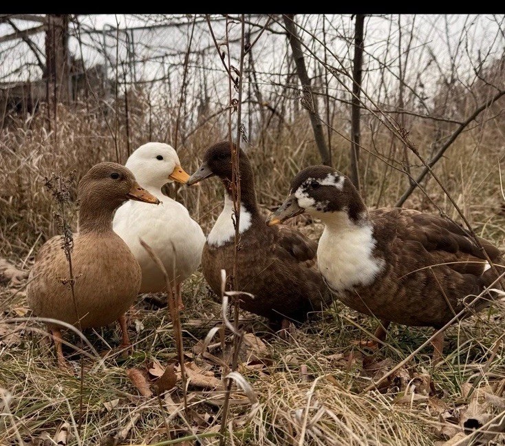 10  Call Duck Hatching Eggs