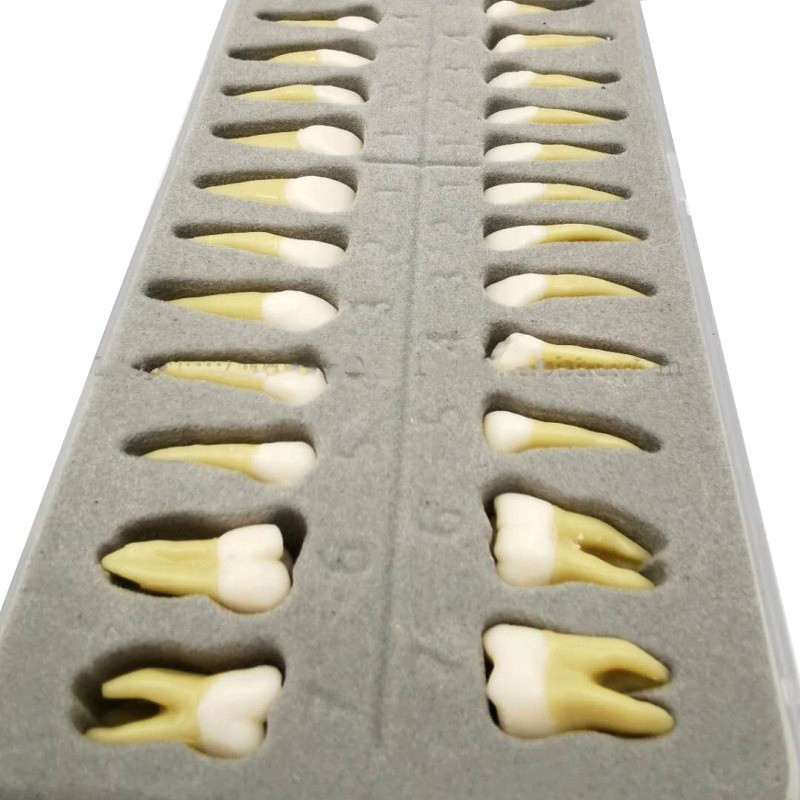 Dental 1:1 Permanent Teeth Demonstration Teach Study Model Resin Tooth W Root