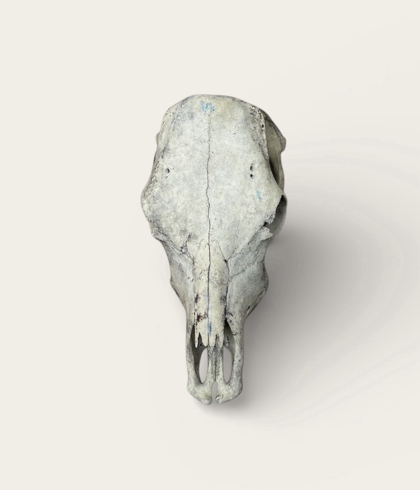 Real Cow Skull Authentic Western Decor Craft Man Cave Bones