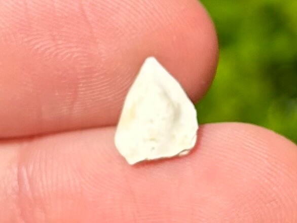 Rare TEXAS MIOCENE Fossil Gar Fish Scale Fleming Formation