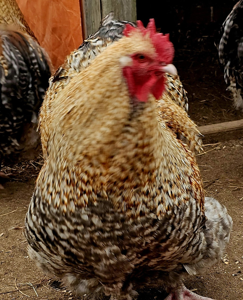 8+ English Crele orpington Hatching Eggs