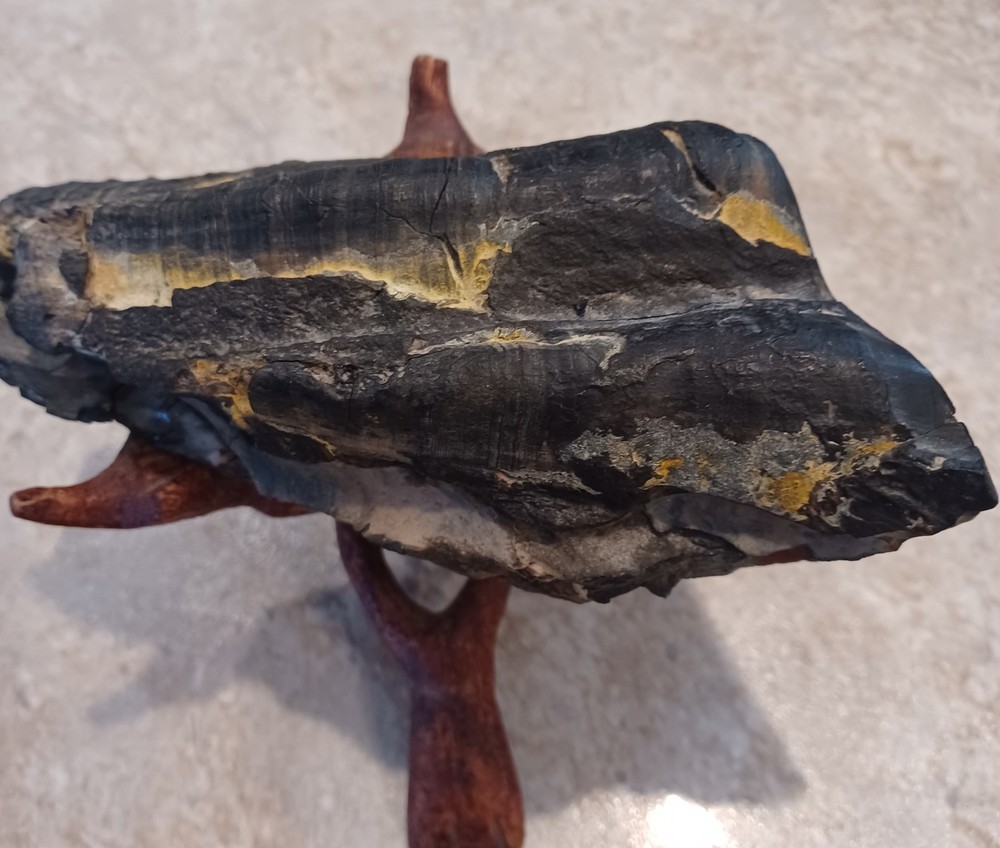 Unknown Large Fossil