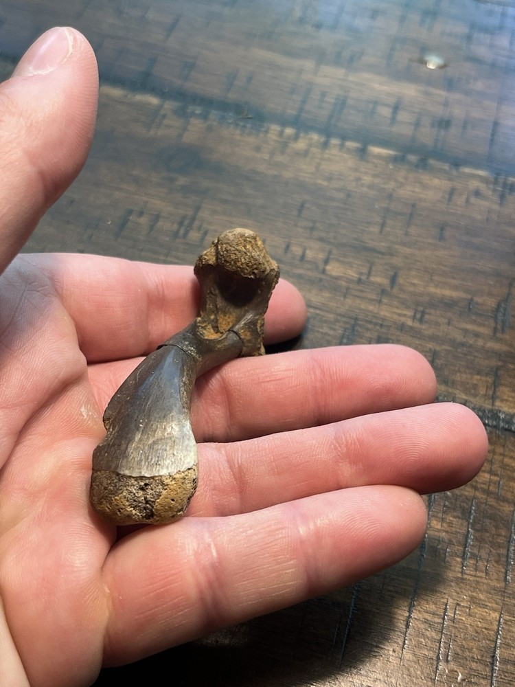 Turtle Humerus Dinosaur Age Fossil Hell Creek Form SD