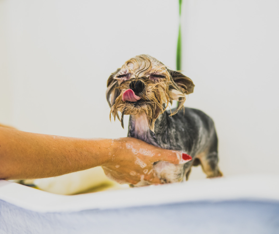 LASER ENGRAVED PERSONALIZED MILITARY STYLE PET TAG ID