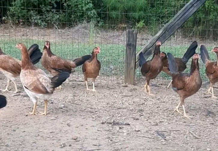 24 Chicken Hatching Eggs