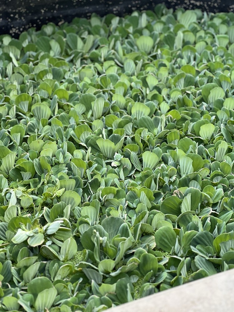 Water Lettuce (May Include RamsHorn Snails)