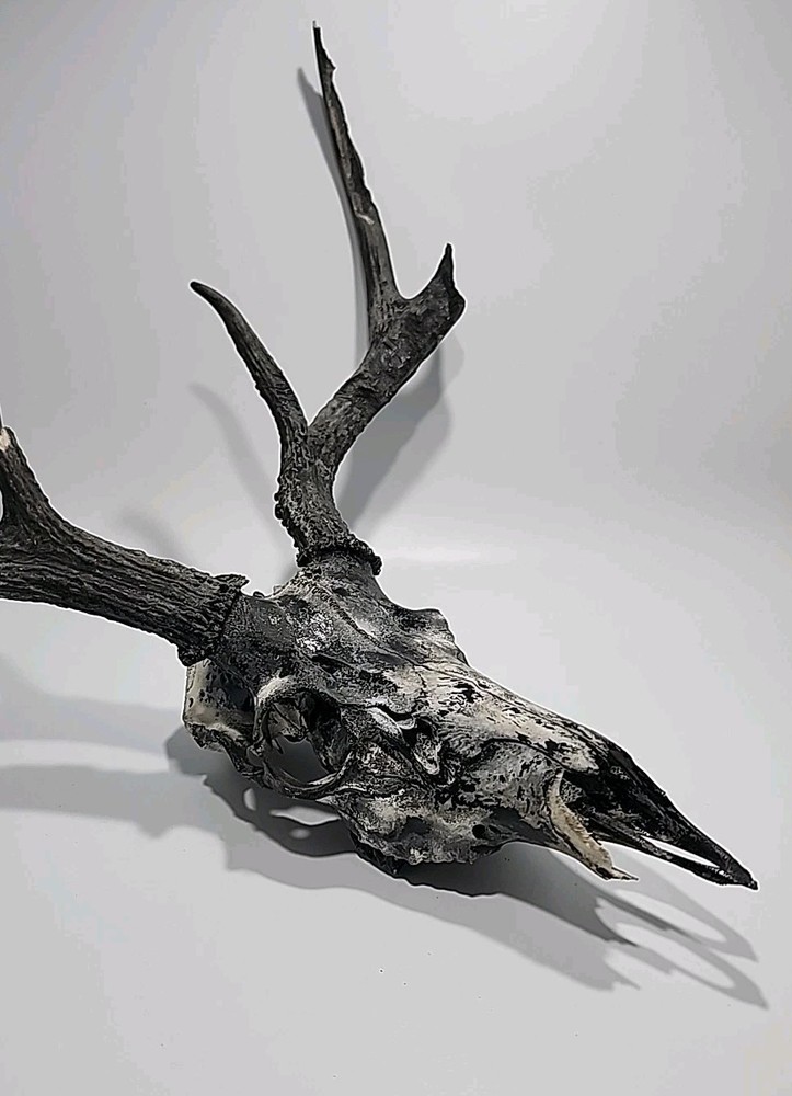 HUGE 6 Point Deer Rack And Skull