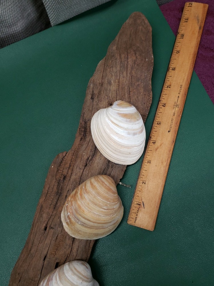 Driftwood With Seashells Wall Hanger Décor 22 in