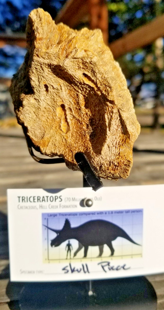 Nice Triceratops Skull Section Fossil Specimen Defined Cretaceous Hell Creek MT