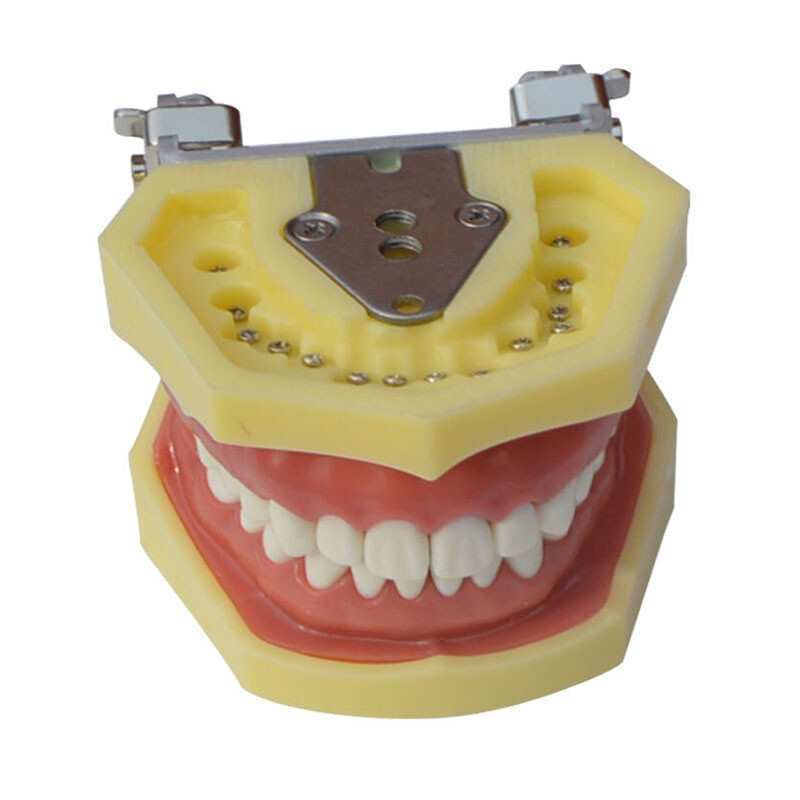 Dental Model Brushing Flossing Practice Teeth Typodonts Model Gingiva Visible