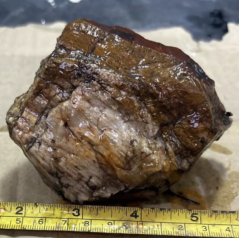 Colorful petrified wood