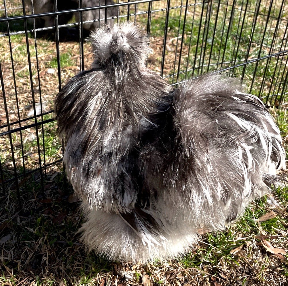 6 quality Silkie Hatching Eggs